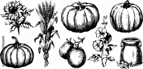 Pumpkin and corn alongside a sunflower and flower in a black and white vector illustration set of natural elements.