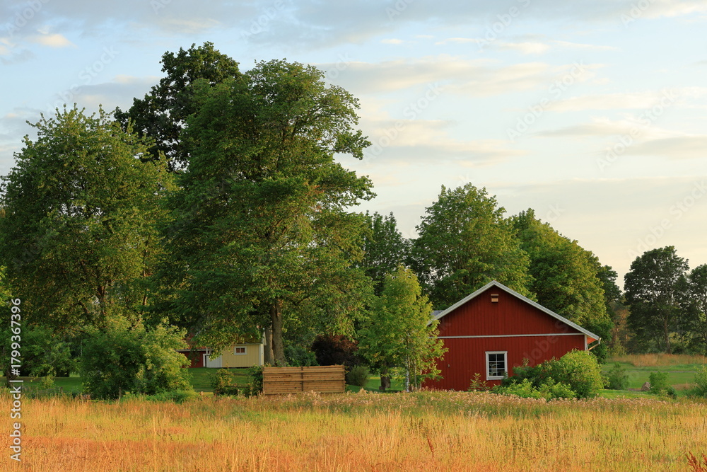 Fototapeta premium Farm life at golden hour during sunny summer evening in July. Large fields of wheat crops. Read house building in background. Near Skara, Sweden.