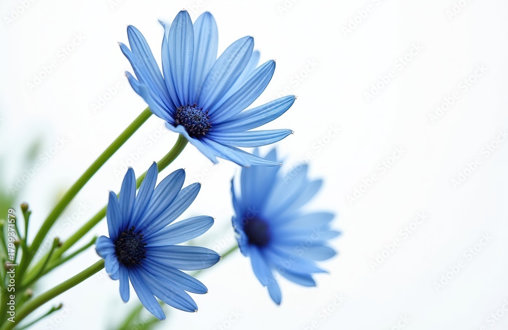 Obraz premium Three bright blue daisy flowers bloom against clean white background. Delicate petals, dark centers create striking contrast. Green stems, buds suggest new growth in garden meadow setting, ideal for