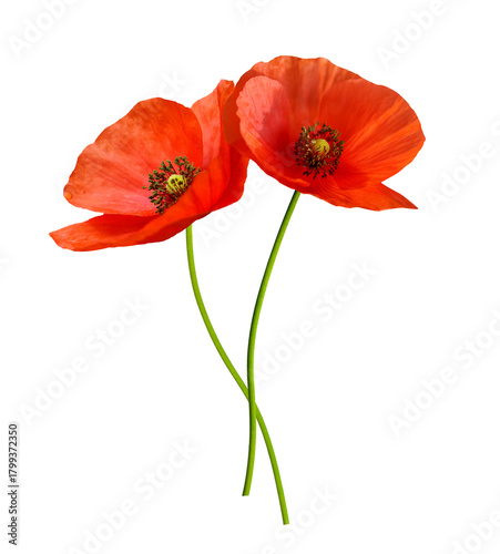 close up of red poppy flowers isolated on transparent background