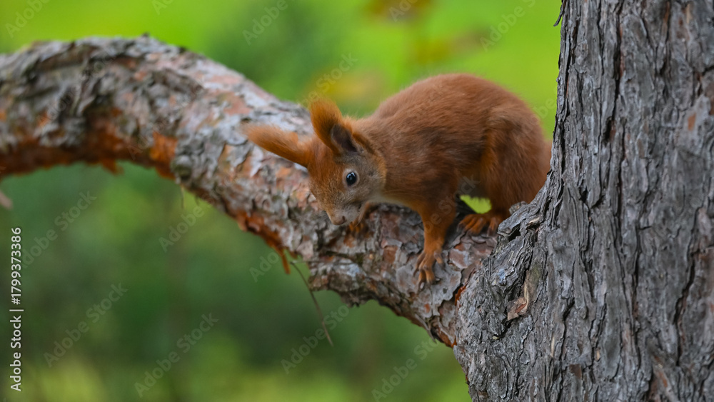 Fototapeta premium Curious Young Red Squirrel Peering Down from Pine Bough