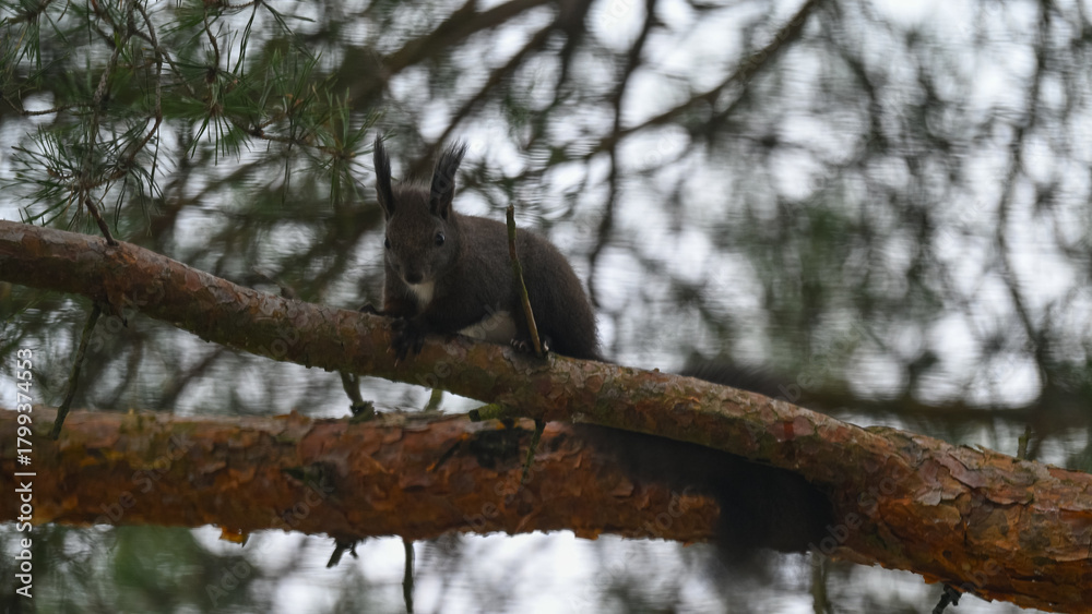 Obraz premium Dark Morph Red Squirrel with White Bib Perched on Pine