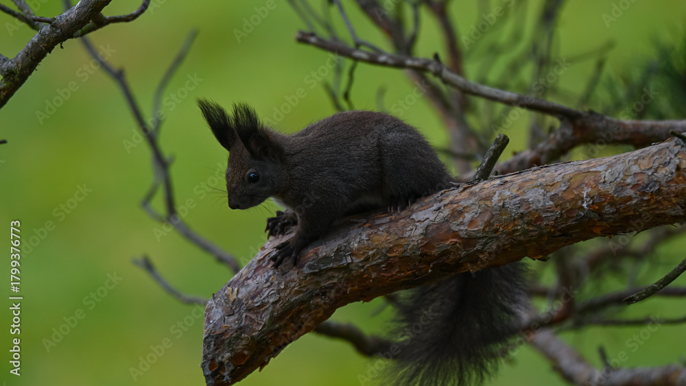 Obraz premium Alert Dark Morph Red Squirrel on a Pine Branch