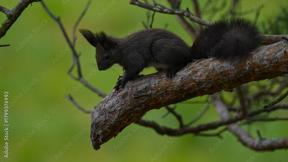 Naklejka premium Alert Dark Morph Red Squirrel on a Pine Branch
