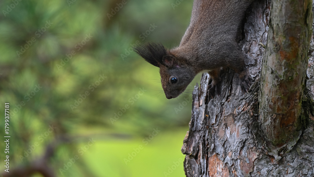 Obraz premium Agile Dark Morph Squirrel Climbing Down Pine Trunk