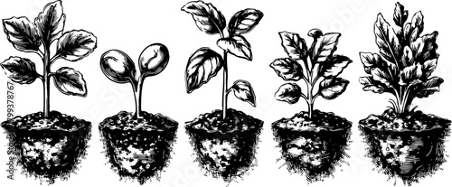 Illustration of plant growth stages in pots, showcasing detail in a black and white style. Botanical vector art set representing nature and gardening.
