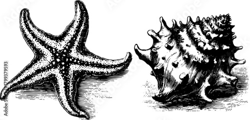 Vintage engravings of a starfish and shell set. Detailed hand-drawn outline illustrations in black and white vector artwork.