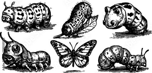 Caterpillars and butterfly in vintage engraving style. Black outline drawings in a detailed illustration set for vector use.