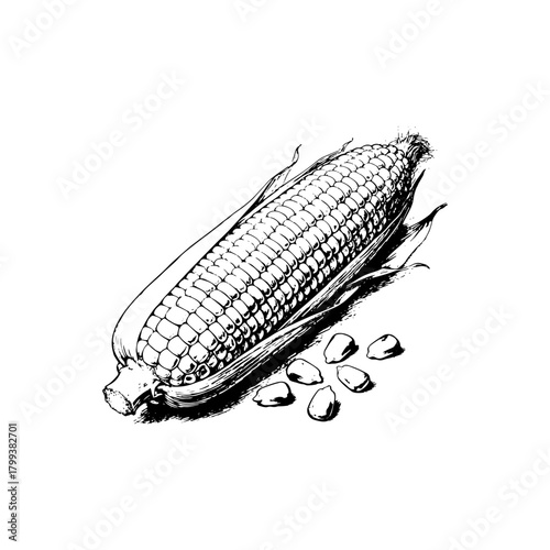 Hand-drawn illustration of a corn cob with scattered kernels