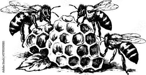 Bees gathering nectar on a honeycomb. Detailed vintage vector illustration showcasing the importance of pollination in nature.