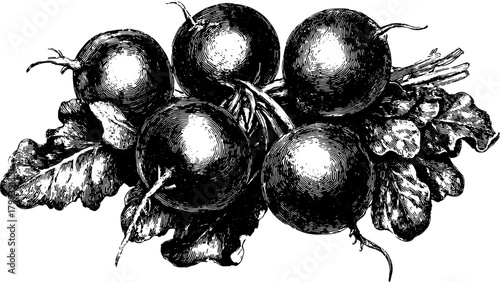 Radish vegetable in a detailed engraving style. A vintage hand-drawn vector illustration of a bunch of radishes with leaves.
