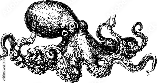 Octopus print in antique engraving style. Hand-drawn vector illustration features detailed line work in a vintage design.