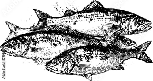 Fish engraving showcasing detailed line work. Antique and vintage style illustration presented as a set of vector artwork.