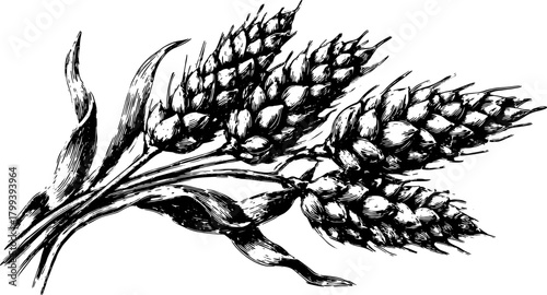 Detailed illustration of wheat grain plant in black and white. A botanical vector representation for agricultural themes.