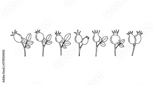 Delicate sketchy rosehip silhouette border with organic stem details