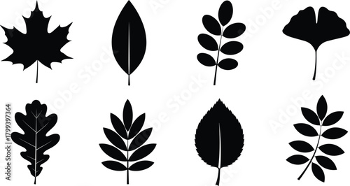 Collection of various leaf silhouettes featuring botanical shapes, natural foliage icons, plant illustration elements, organic design resources for nature themed artwork
