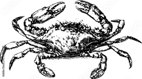 Crab illustration in vintage style. Hand-drawn black outline vector illustration with intricate details, suitable for seafood designs and ocean themes.