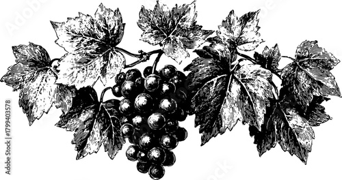 Vintage grape and leaf engraving with detailed outlines. Hand-drawn black vector illustration showcasing botanical elements in a set.