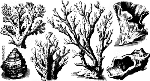 Engraved vector illustration of corals and shells in vintage style. This hand-drawn set features intricate details suitable for decor or print.