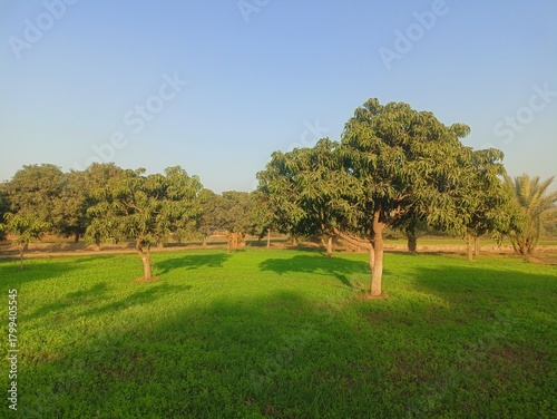 Palm Leaf Close-up Texture
