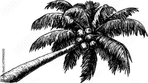 Coconut palm tree with leaves and fruit in a detailed black and white ink drawing. Botanical vector illustration with textured line art.