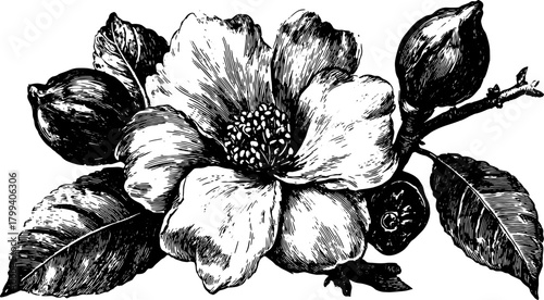 Flower blossom with leaves, branch, and buds in monochrome botanical style. Vintage engraving vector illustration with detailed handdrawn design.