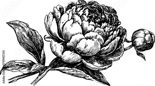 Peony flower, leaves, and bud depicted in a vintage black and white sketch. Detailed botanical vector illustration.