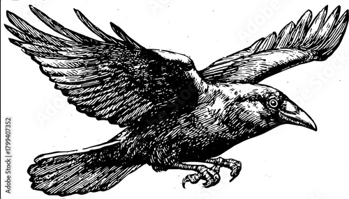 Raven flying with detailed wings and talons in a black ink lineart style. Nature animal vector illustration with vintage engraving details.