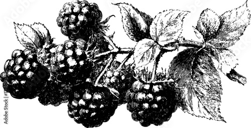 Blackberry fruit with leaves and branch in a botanical ink engraving. Vintage monochrome vector illustration with detailed handdrawn texture.