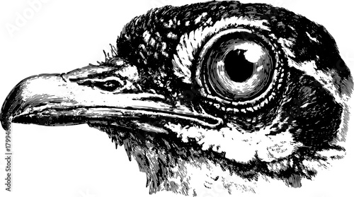 Bird head illustration in black and white. Classic vintage art style featuring detailed texture in vector format.