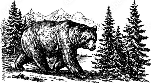 Bear illustration in black and white outline style. Vintage vector artwork depicting wildlife in a forest landscape.