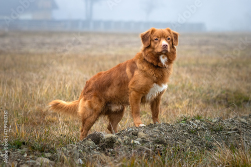 Nova Scotia Duck Tolling Retriever