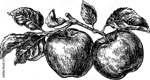 Vintage black and white outline of two apples with leaves on a branch. This detailed vector illustration captures the essence of nature in a classic style.