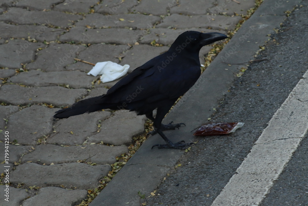 Fototapeta premium An overhead shot of a large black crow standing on a paved curb between an asphalt road and a brick sidewalk, looking at a small packet of red food or sauce.