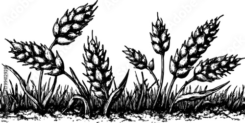 Wheat plant illustration in black and white. Detailed botanical drawing showing grass-like foliage, ideal for a vector illustration.