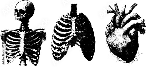 Skeleton, lungs, and heart anatomy illustration in vector format. Detailed set of anatomical components in black and white.