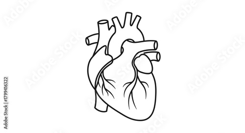 Detailed black outline illustration of a human anatomical heart, representing vital organ function, health, and medical science concepts for educational and design projects