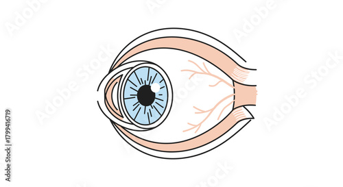 Eye Anatomy Diagram A Detailed Illustration of the Human Eye's Structure and Components