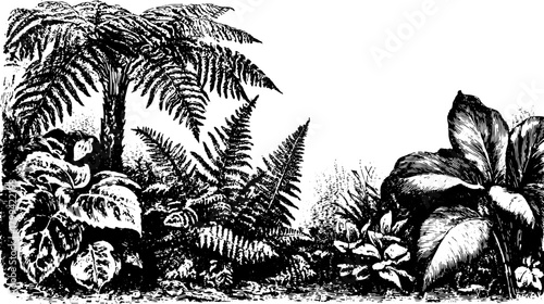Plant illustration with intricate fern silhouettes. Vintage vector set shows detailed black line art in a decorative botanical illustration.