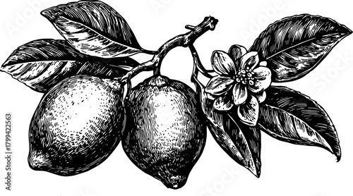 Lemon branch with fruit and flower in black and white outline. Vintage vector illustration featuring botanical elements.