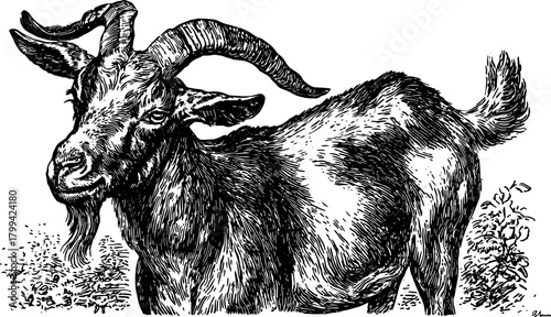 Goat illustration in black and white outline. Vintage line drawing engraving featuring detailed characteristics of the rural animal. Vector art set.