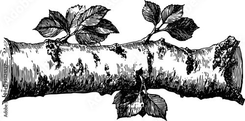 Vintage black and white illustration of a tree branch with leaves. This engraving-style vector captures natural elements in a simple outline.