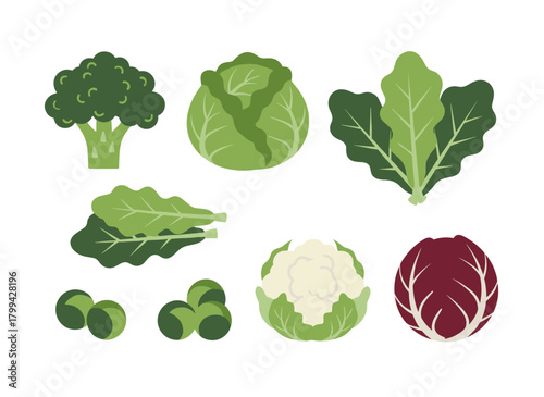 A collection of fresh organic farm vegetables—including red and Chinese cabbages, lettuce, broccoli, Brussels sprouts, cauliflower, and celery—shown as a flat vector illustration of wholesome natural
