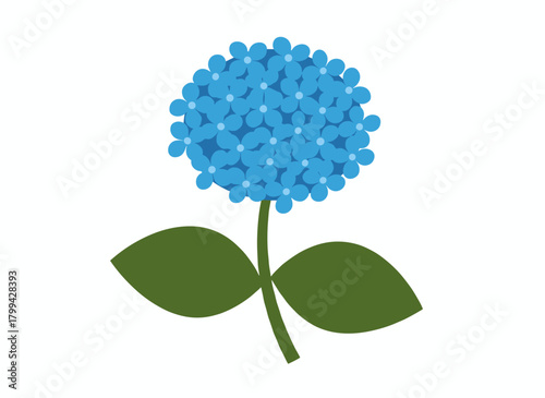 An isolated hydrangea or hortensia flower blooms against a white backdrop, rendered in a detailed natural drawing of a garden ornamental plant, presented as a realistic botanical illustration with an
