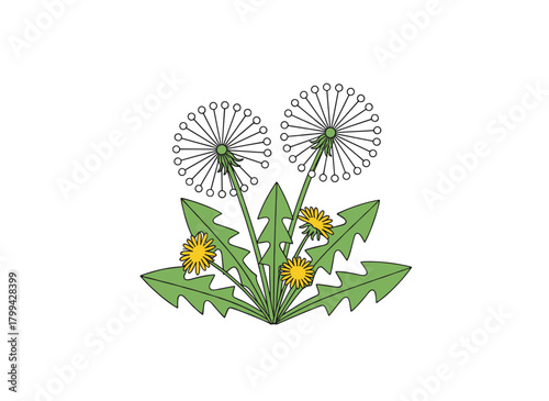 A lovely illustration of a dandelion plant featuring mature seed heads or blowballs on its stems and leaves, rendered in a retro hand‑drawn style as a natural vector graphic