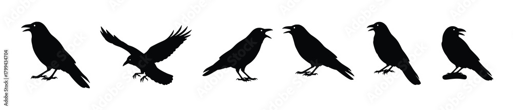 Fototapeta premium collection of crow silhouettes in different poses isolated .