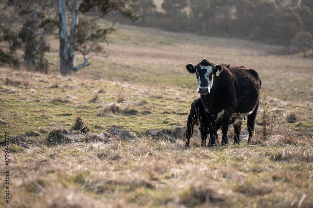 Obraz premium beautiful cattle in tasmania Australia eating grass, grazing on pasture. tasmanian Herd of cows free range beef being regenerative raised on an agricultural farm. Sustainable farming in hobart