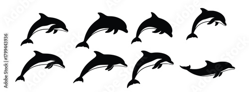 dolphins in various poses