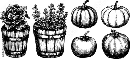 Pumpkin and herb illustration set. Hand-drawn, black and white design featuring potted plants in wooden containers. Vintage vector illustration.
