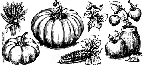 Vector illustration set of vegetables including pumpkin, corn, and tomato. Detailed black and white drawing emphasizing agriculture and healthy food.